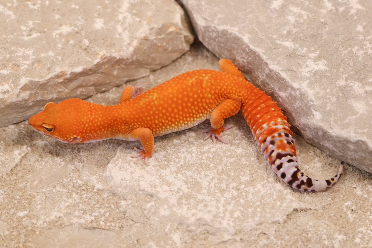 24-138 | Tangerine | Female