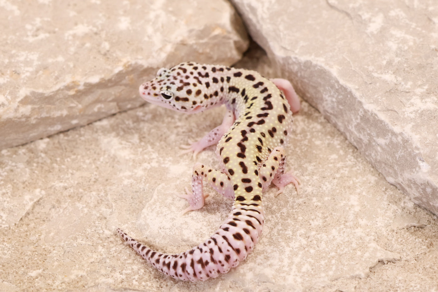 25-126 | Rainbow Stripe Cross Gem Snow Eclipse | Female