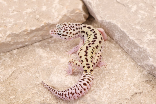 25-126 | Rainbow Stripe Cross Gem Snow Eclipse | Female