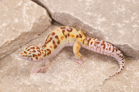 24-151 | Desert Bold Eclipse | Female