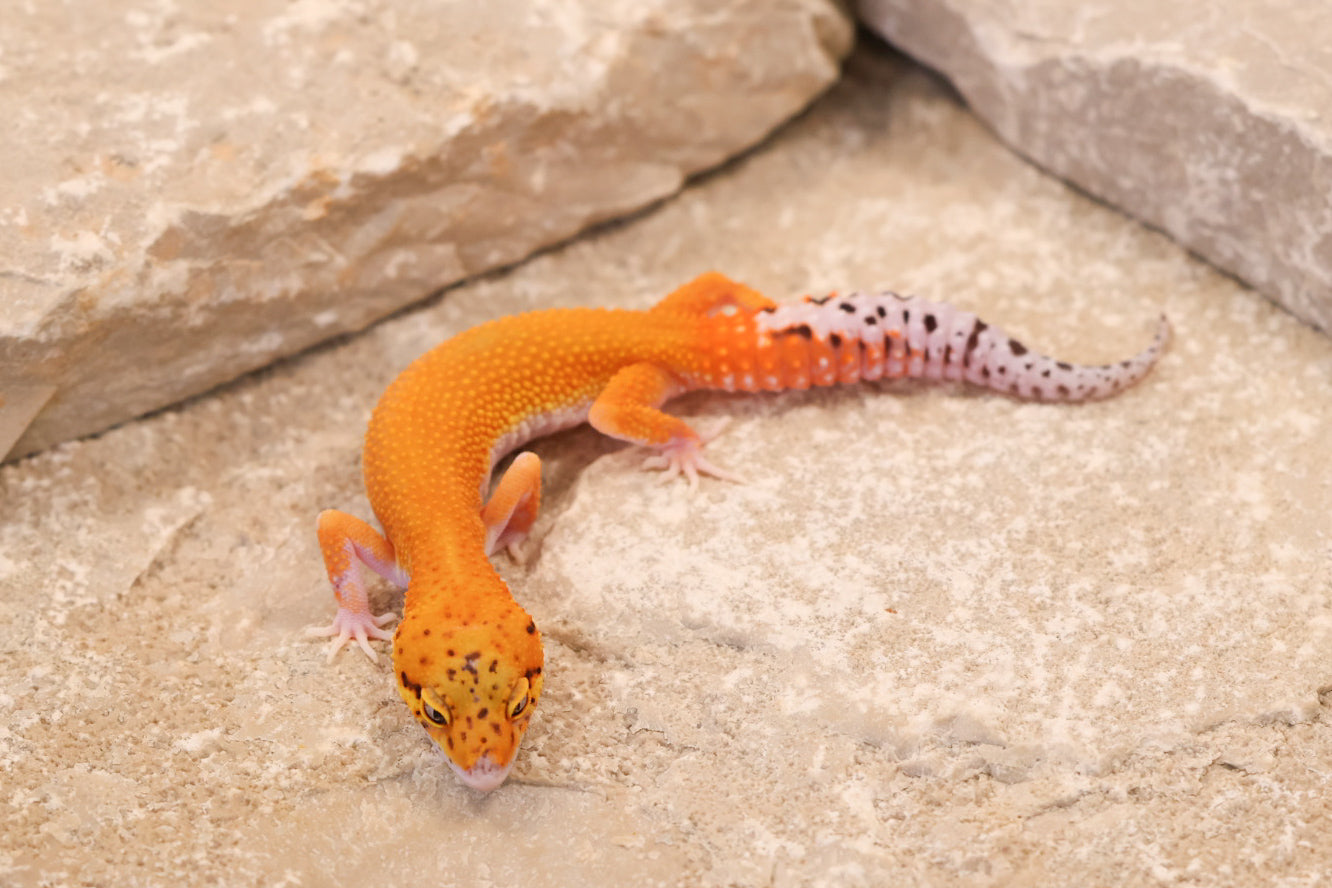 26-261 | Black Blood Cross Melanistic Tangerine Eclipse | Female