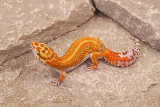 25-052 | Clown/Red Stripe Tangerine Bell Albino | Female