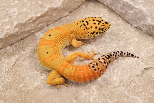 24-172 | Firewater/Inferno Tangerine het Rainwater Albino | Male