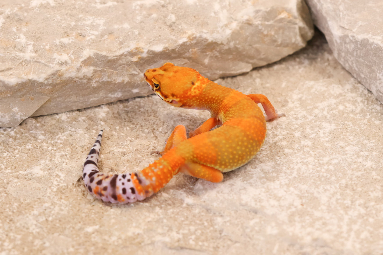 26-245 | Hot Gecko/Inferno Tangerine 66% het Rainwater Albino | Female