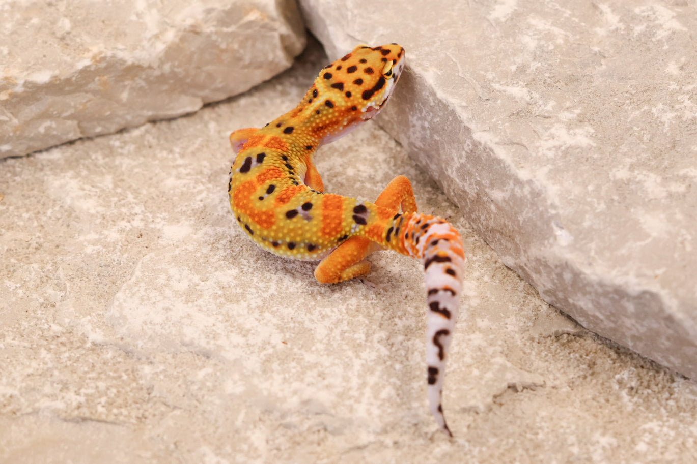26-014 | Clown 66% het Tremper | Female