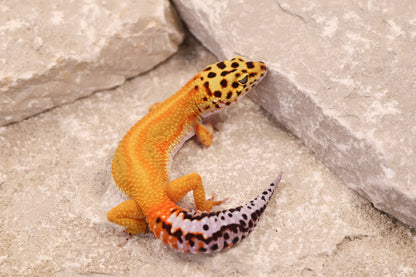 25-036 | Striped Tangerine het Radar | Female