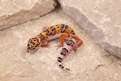 26-024 | Tangerine Gem Snow het Tremper Albino | Female