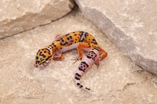 26-024 | Tangerine Gem Snow het Tremper Albino | Female