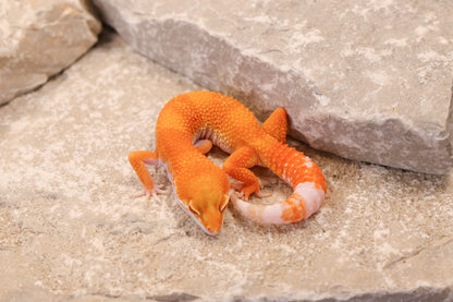 26-129 | Tremper Sunglow | Female