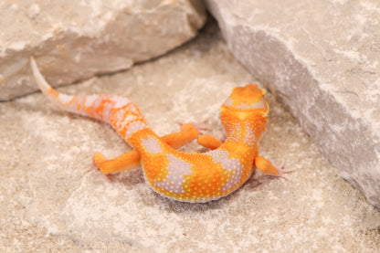26-082 | Tremper Albino Clown | Female