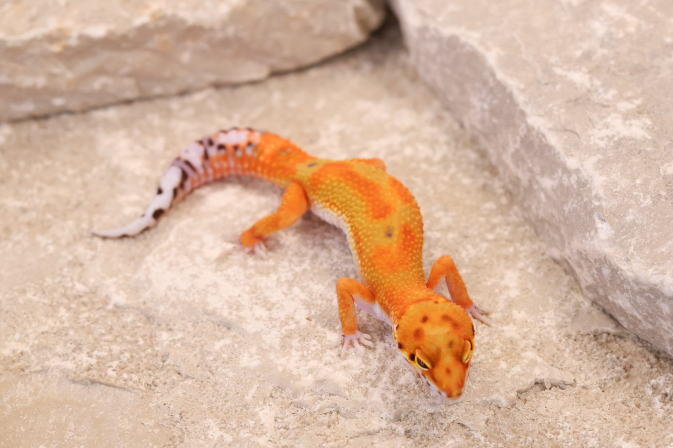 26-097 | Clown/Electric Inferno Tangerine | Female
