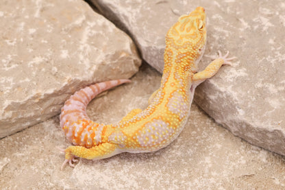23-490 | Red Diamond Cross Gem Snow Tremper Albino | Male