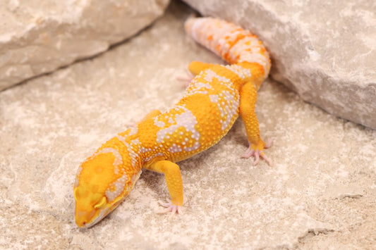 25-087 | Afghan Tangerine Tremper Albino het Eclipse | Male