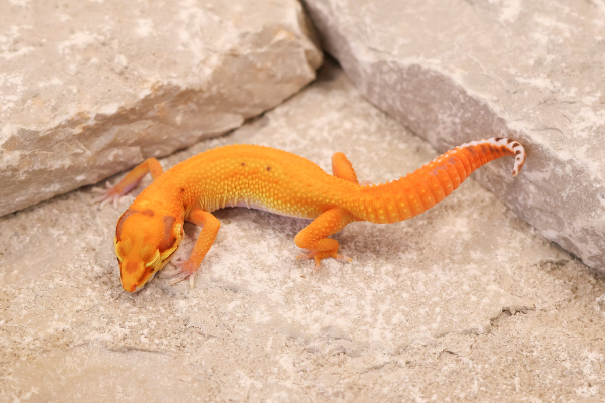 26-376 | Firebold/Red Stripe Tangerine Bell Albino | Female