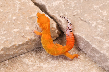 26-038 | Tangerine het Tremper Albino | Probable Female