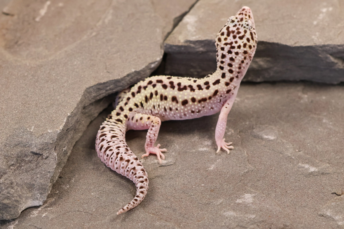 25-126 | Rainbow Stripe Cross Gem Snow Eclipse | Female