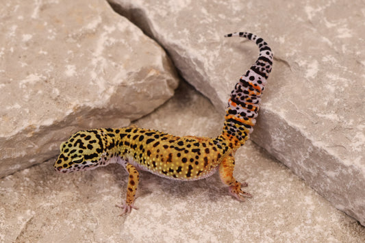 25-074 | Tangerine het Blizzard and Tremper Albino | Female