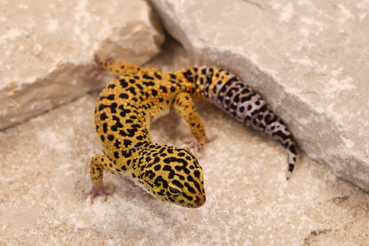 25-628 | Black Night Cross het Eclipse 66% het Rainwater Albino | Male