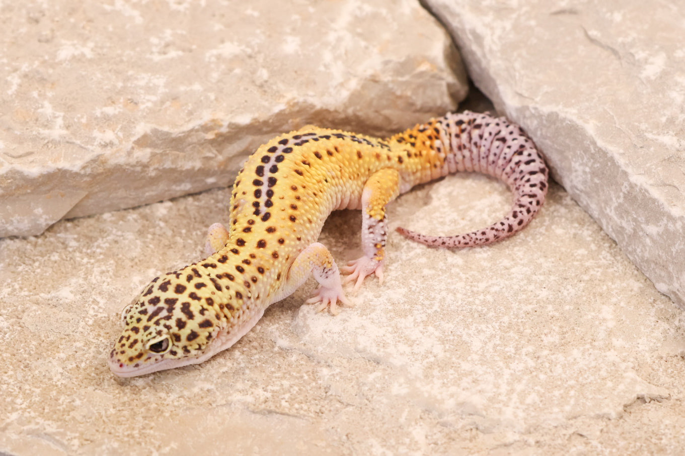 24-099 | Rainbow Stripe Eclipse het Tremper Albino | Male