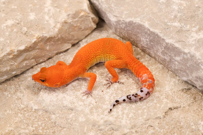 26-147 | Tangerine | Female