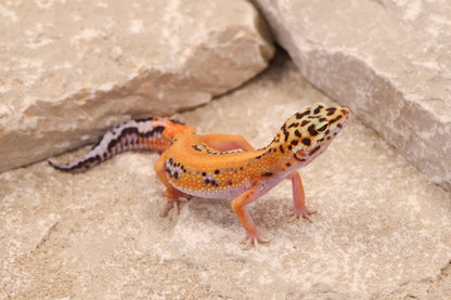 26-062 | Purple Head Cross Striped Tangerine het Radar | Female