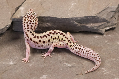 25-126 | Rainbow Stripe Cross Gem Snow Eclipse | Female