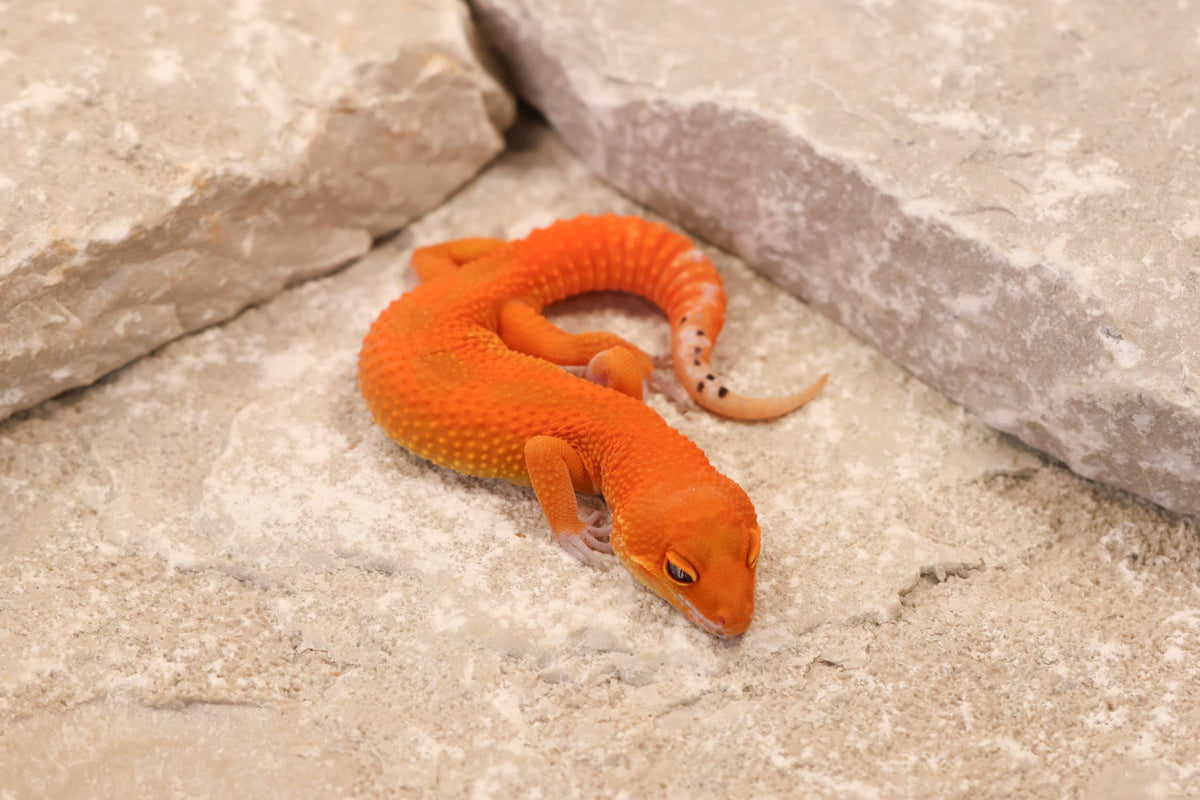 26-333 | Mandarin Blood Emerine | Male