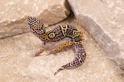 26-411 | Black Night Cross Albey Snow 66% het Rainwater Albino | Male