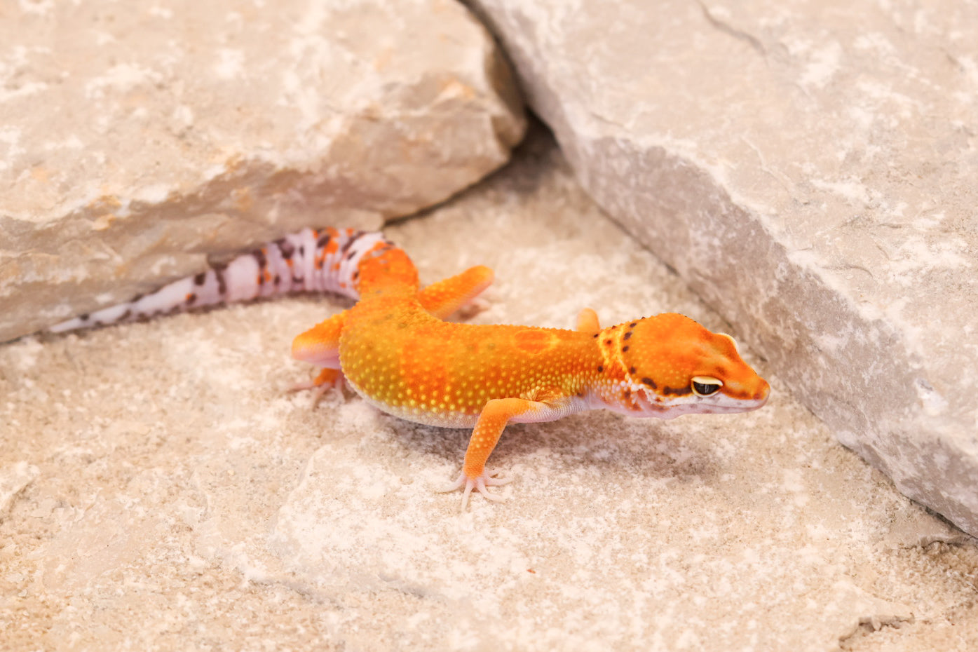 26-195 | Clown/Electric Inferno Tangerine | Male