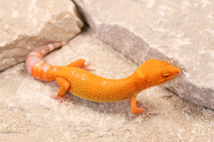 26-332 | BNMT/Blood Emerine Melanistic Tangerine Tremper Albino | Female