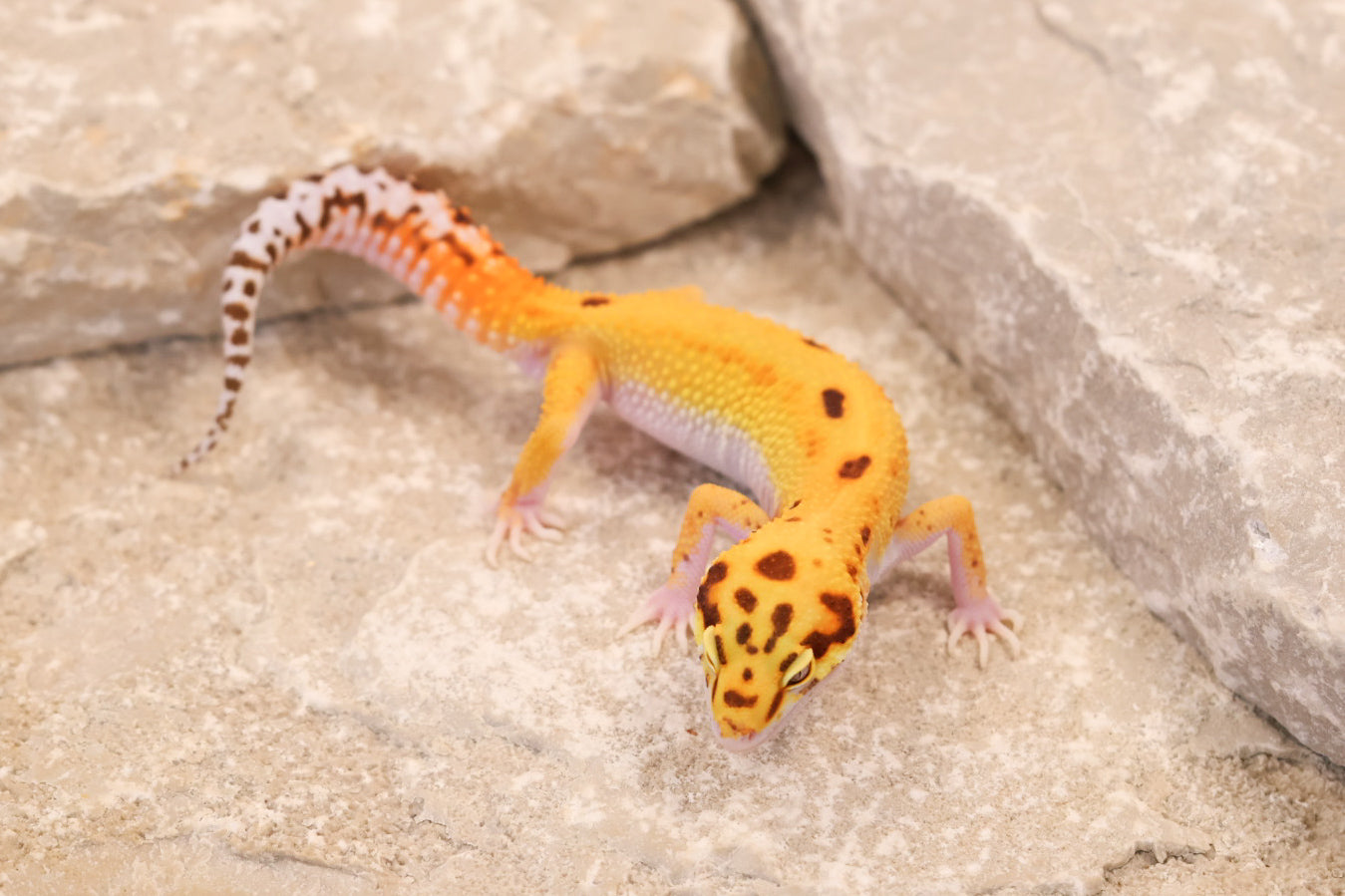 26-237 | Desert Tangerine Eclipse | Male