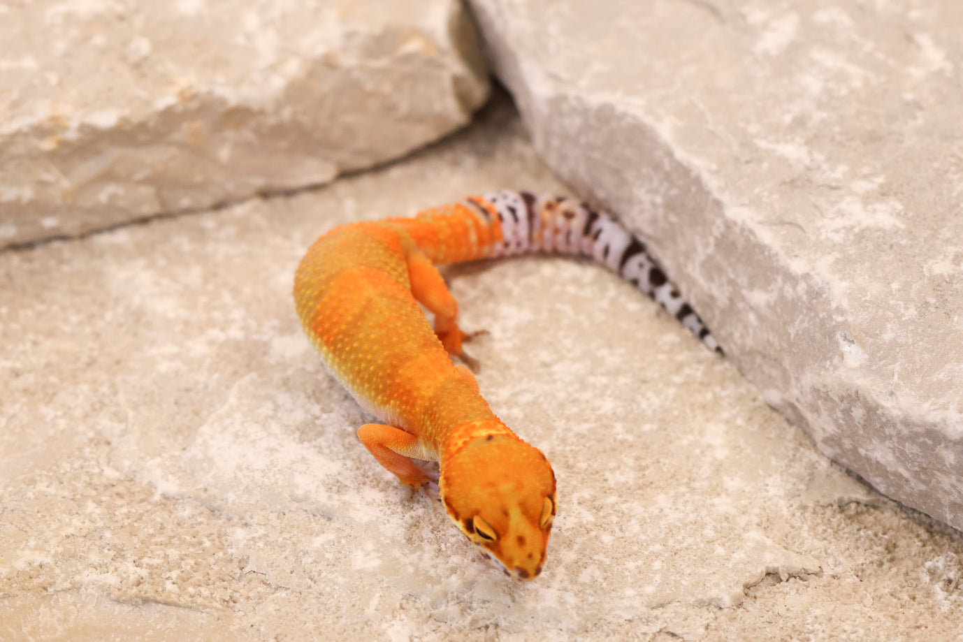 26-245 | Hot Gecko/Inferno Tangerine 66% het Rainwater Albino | Female