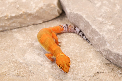 26-245 | Hot Gecko/Inferno Tangerine 66% het Rainwater Albino | Female