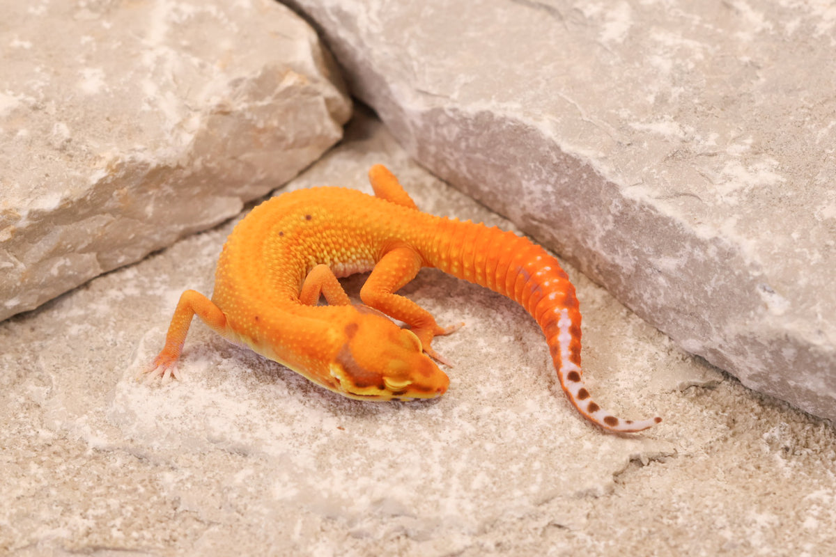 26-376 | Firebold/Red Stripe Tangerine Bell Albino | Female