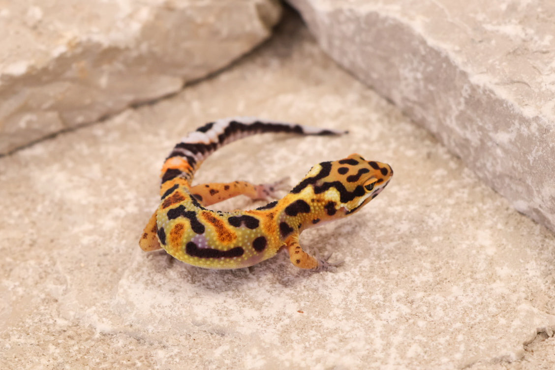 26-269 | Original Line Clown | Probable Male
