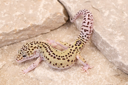 25-156 | Rainbow Stripe Cross Gem Snow Eclipse