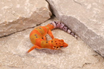 26-141 | Clown/Electric Inferno Emerine Tangerine | Female