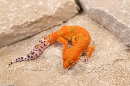 26-089 | Clown/Electric Inferno Tangerine | Female