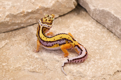 26-271 | Lavender Stripe Tangerine | Male