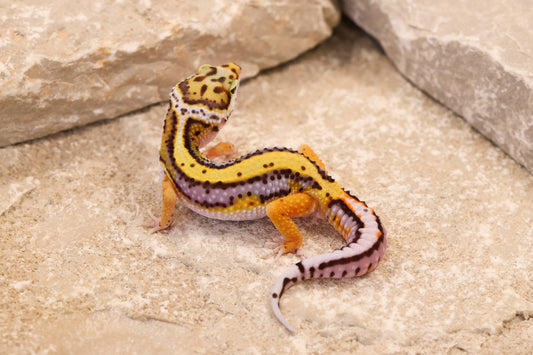 26-271 | Lavender Stripe Tangerine | Male