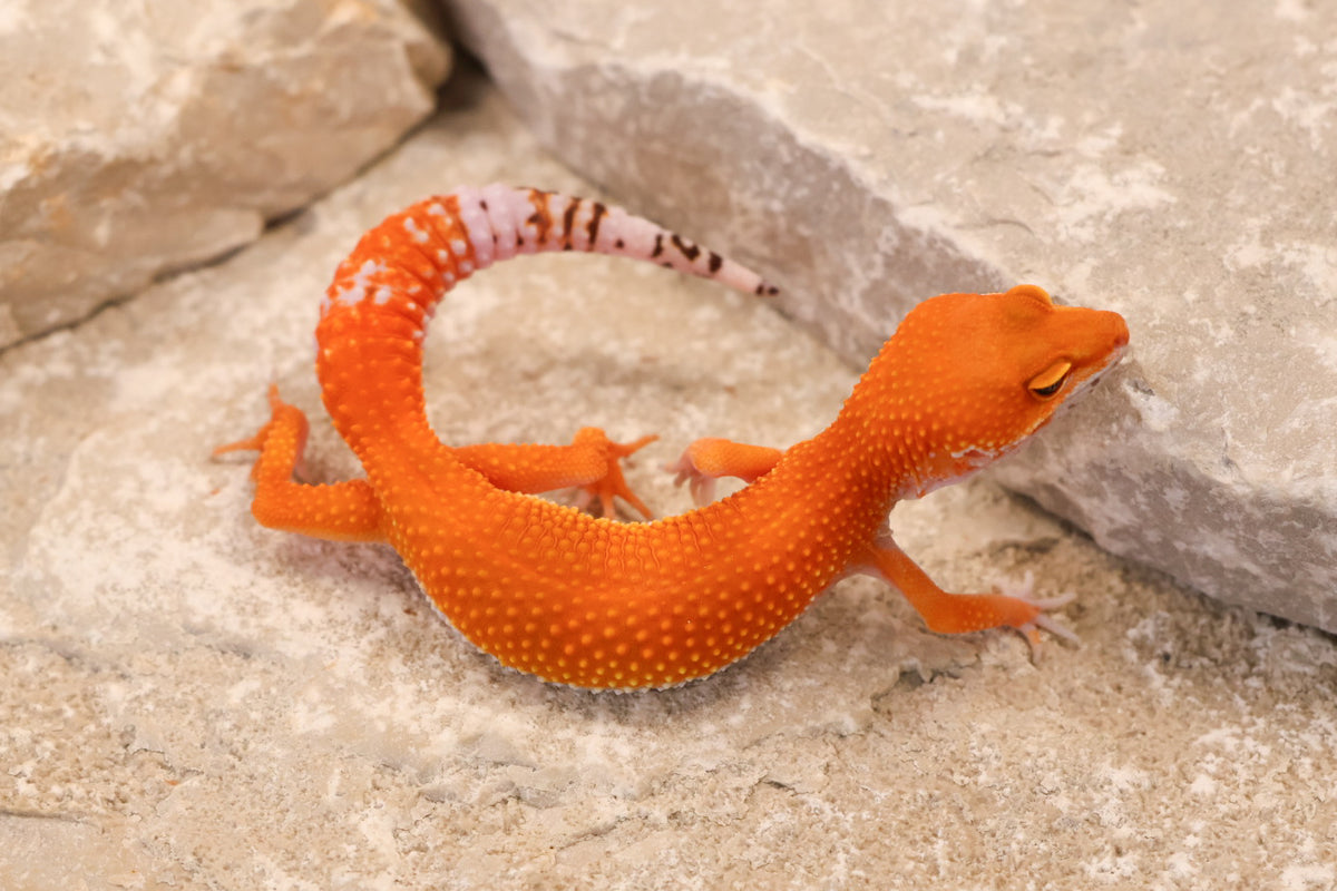 26-258 | Blood Tangerine het Tremper Albino | Female