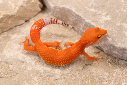 26-258 | Blood Tangerine het Tremper Albino | Female