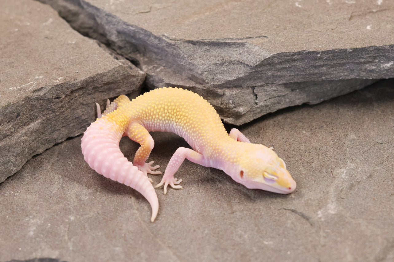 26-198 | Snowflake | Female