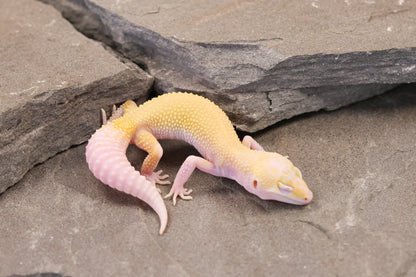 26-198 | Snowflake | Female