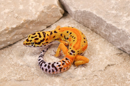 26-326 | Firebold Line Striped Tangerine het Rainwater Albino | Male