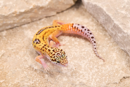26-144 | Rainbow Eclipse | Female