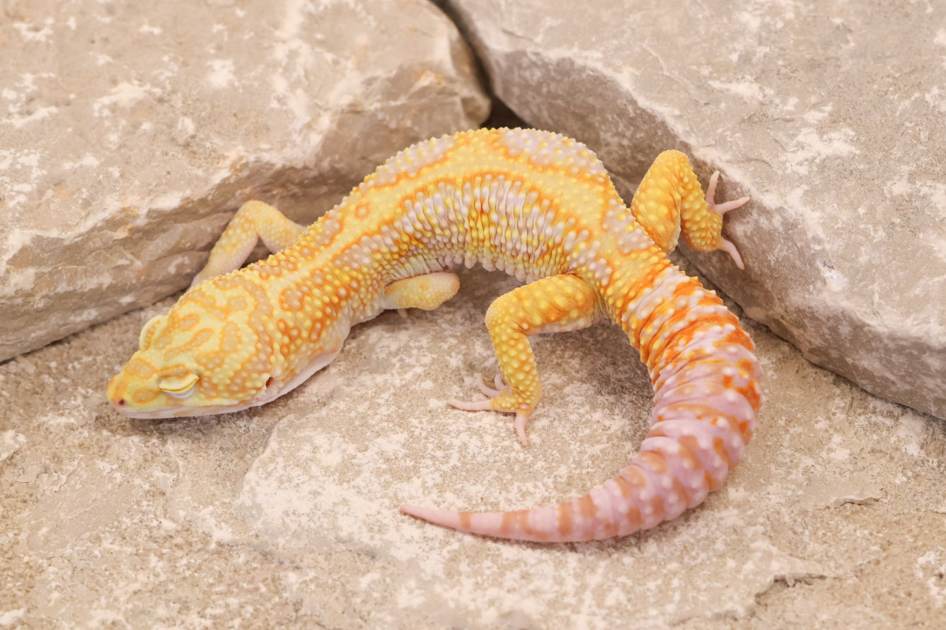 23-490 | Red Diamond Cross Gem Snow Tremper Albino | Male