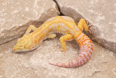 23-490 | Red Diamond Cross Gem Snow Tremper Albino | Male