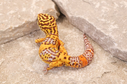 25-016 | Black Night Tangerine Cross Bell Albino | Male