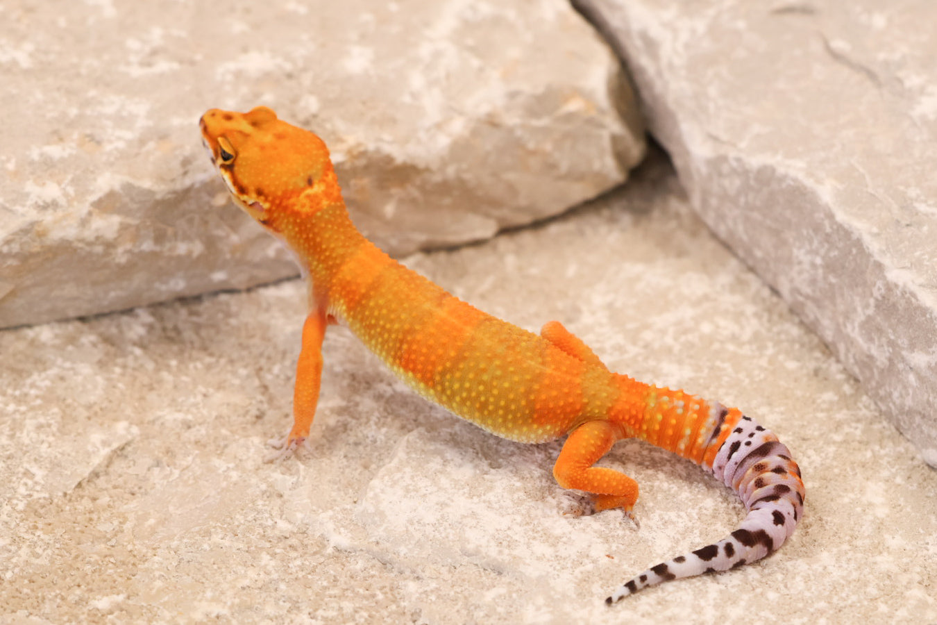26-245 | Hot Gecko/Inferno Tangerine 66% het Rainwater Albino | Female